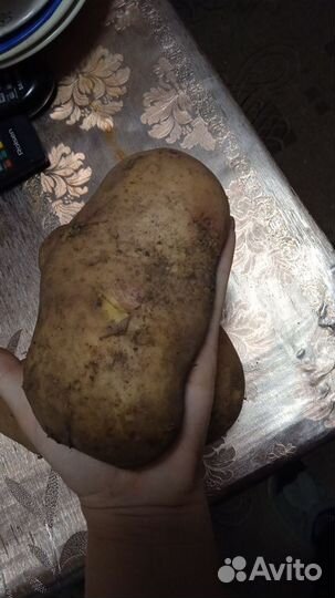 Картофель домашний деревенский (продажа ведром)