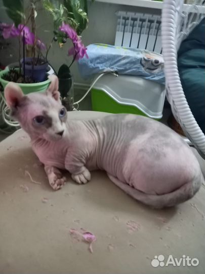 Канадский сфинкс, двэльфийка Тиффани