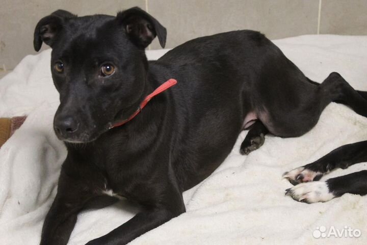 Ищет дом не крупный пёсик Барри