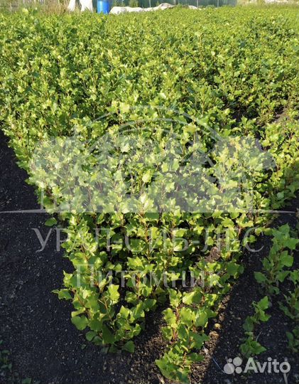 Тополь пирамидальный без пуха саженцы черенки