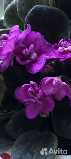 Детки фиалки бесплатно