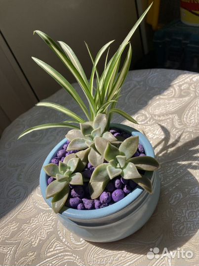 Суккуленты