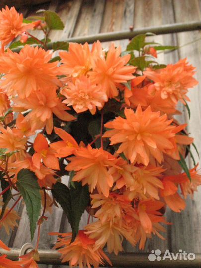 Бегонии ампельные, Беллеконии