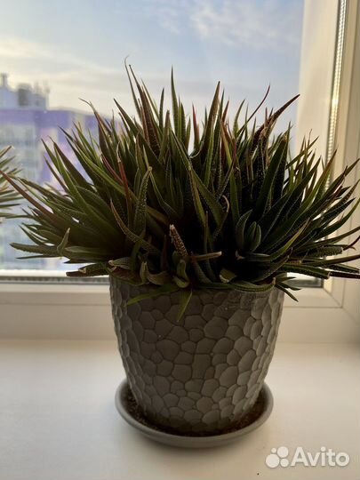 Сансевиерия