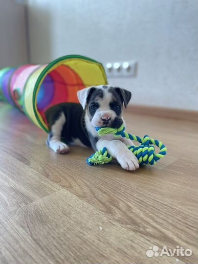 Щенок английский бульдог