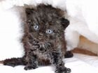 Чёрный котёнок селкирк-рекс