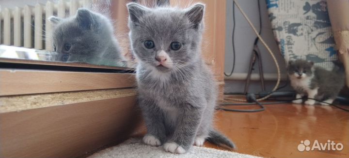 Котятки мурчалки в добрые руки