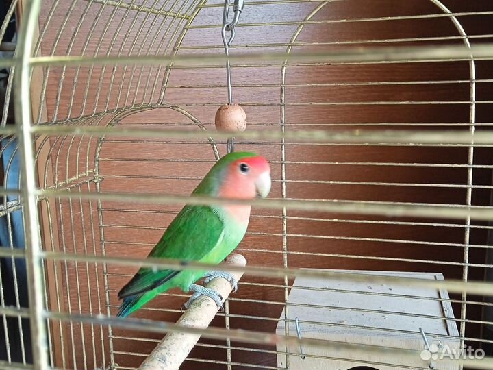 Неразлучник попугай