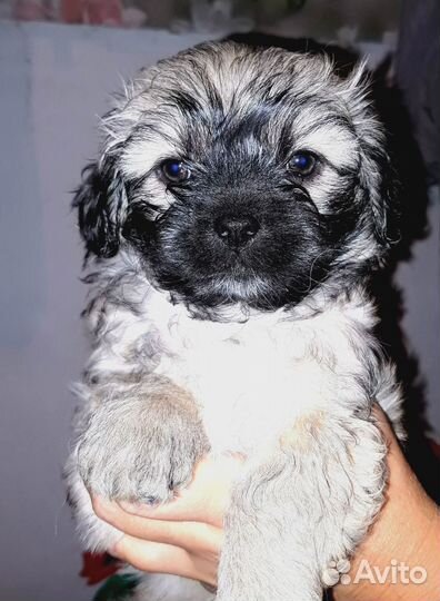 Щенки от цветной болонки