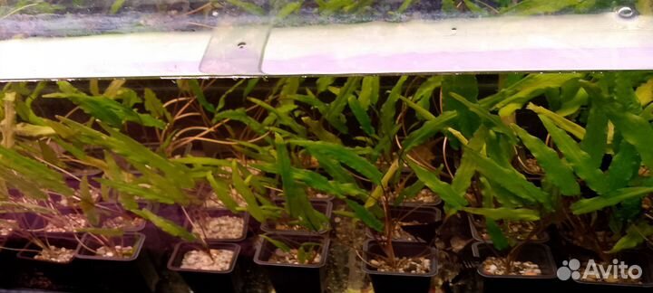 Аквариумные рыбки