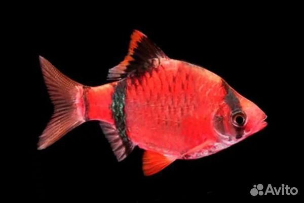 Аквариумные рыбки