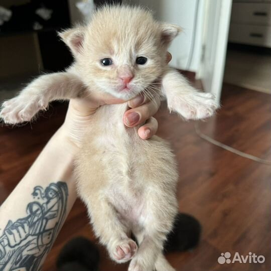 Мейн кун котята