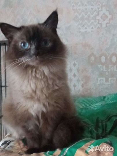 Кошечка с перчинкой ищет дом