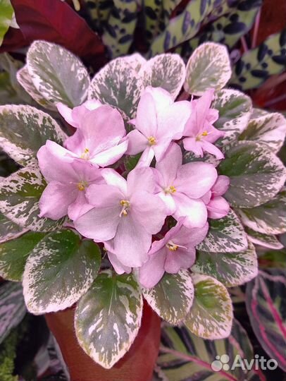 Фиалка сортовая Н -Мой ангел