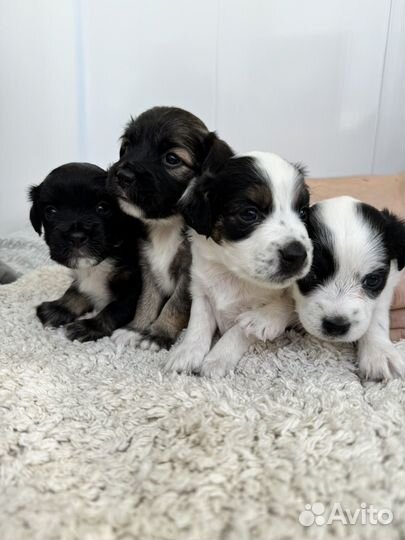 Щенки маленькой собаки в добрые руки