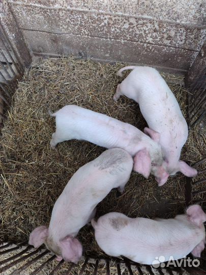 Поросенок помесь ладрас + сибирская + дюрок