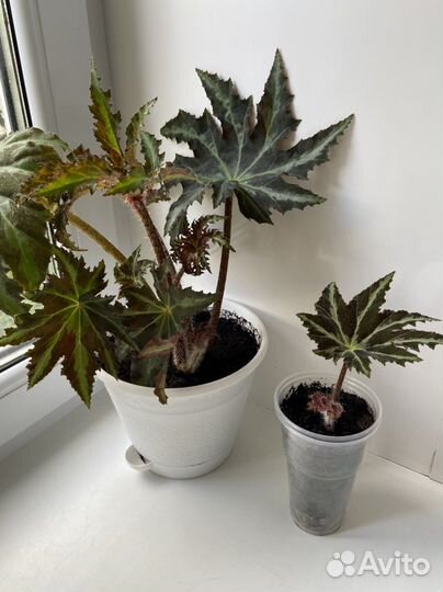 Бегония, гибискус, фикус, сингониум