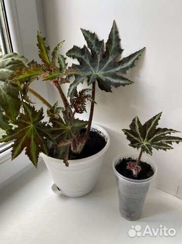 Бегония, гибискус, фикус, сингониум