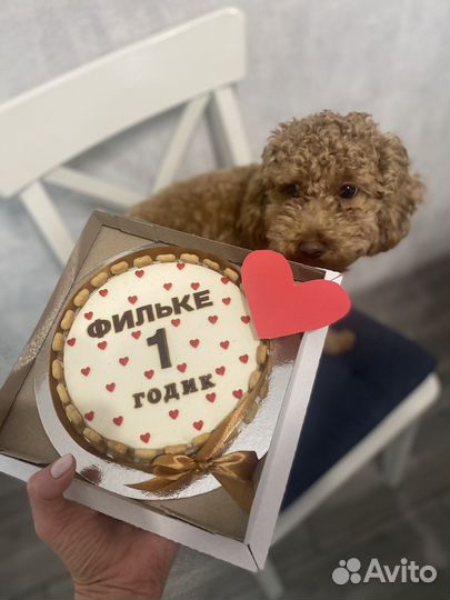 Вязка пудель