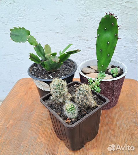 Кактусы и суккуленты