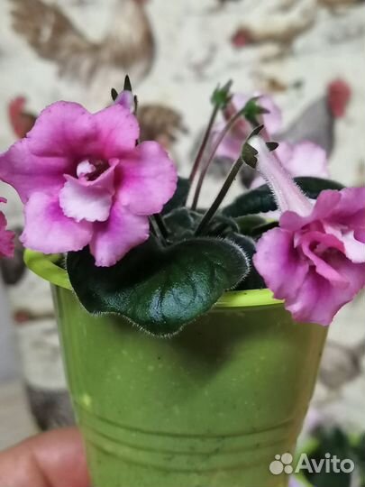 Минисиннингии