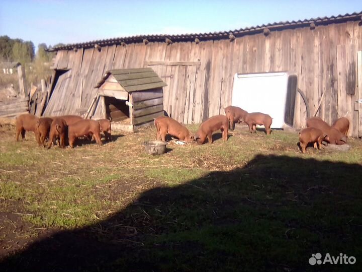 Поросята от племенного хряка