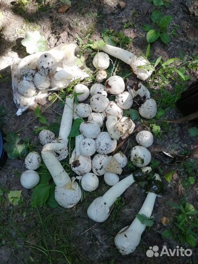 Грибы веселки