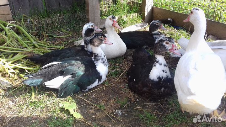 Индоутаки и индоутки тяжелых линий