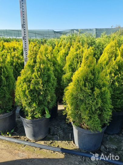 Туя, Можжевельник, ель, сосна