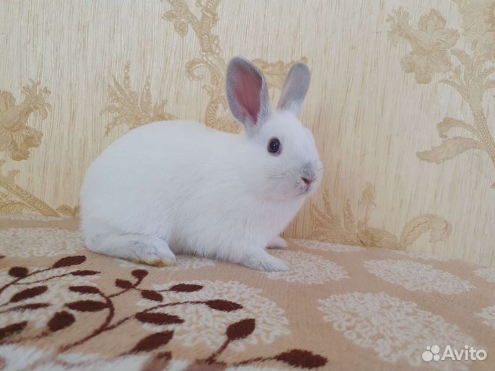 Декоративные кролики