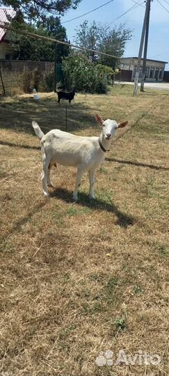 Продам Козочек ценыразные на кажд/всех вместе 95к