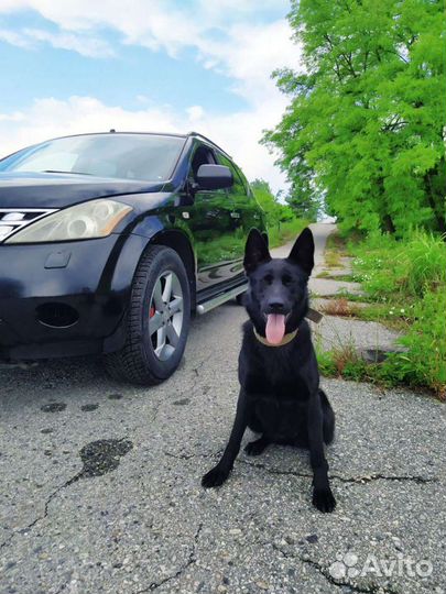 Щенки немецкой овчарки