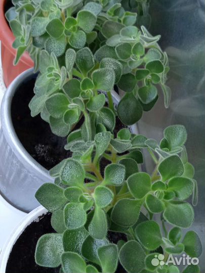 Аихризон дерево любви и счастья