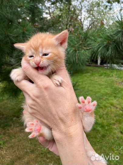 Домашние котята метисы