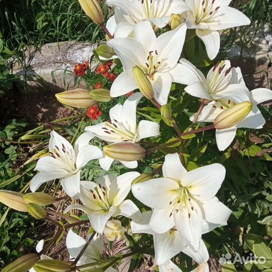 Комнатные цветы