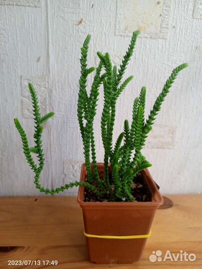 Крассула минор, плауновидная