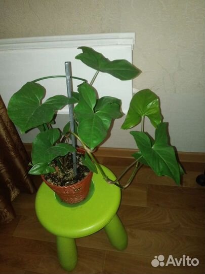 Продается растение Сингониум