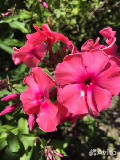 Флоксы, гипсофила. Неприхотливые многолетники