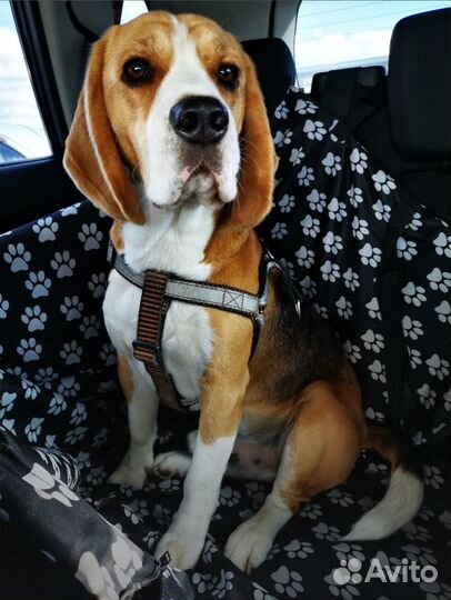 Кобель бигля для вязки
