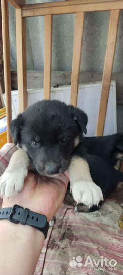 Маленькая собака в добрые руки бесплатно