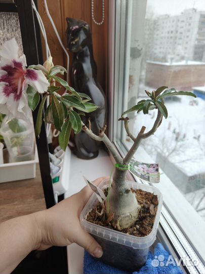 Адениум прививки