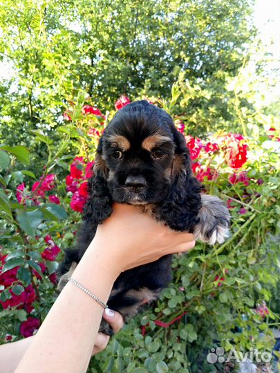 Американский кокер спаниель