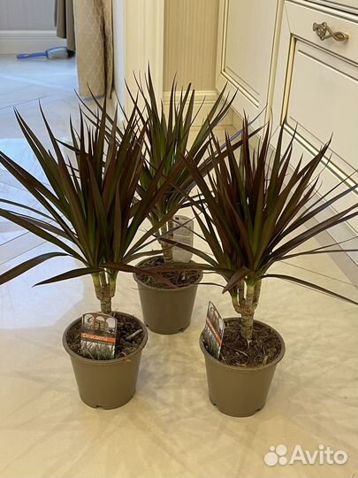 Драцена Биколор