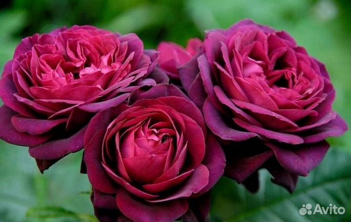 Саженцы роз лучших зимостойких сортов