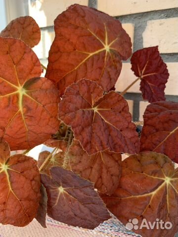 Бегония autumnamber купить в Домодедово | Товары для дома и дачи | Авито