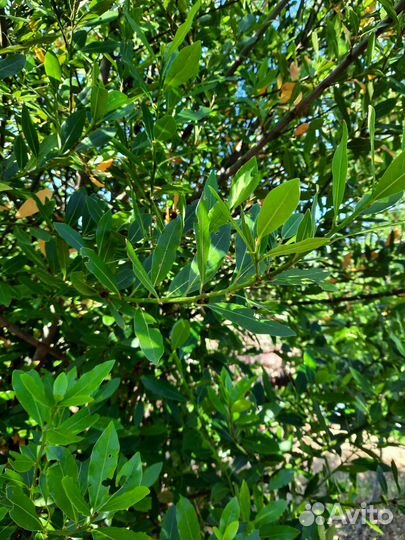 Лавровый лист