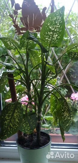 Комнатные растения,кактусы,диффенбахия