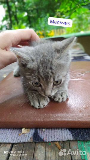 Котята в добрые руки бесплатно