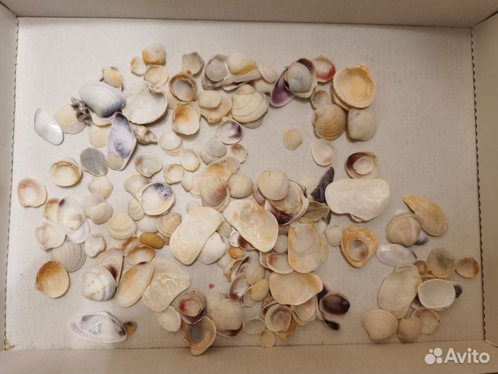 Морские ракушки и камни 1,6 кг