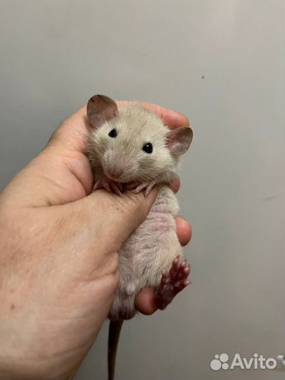 Крысята Дамбо кудрявые и разные